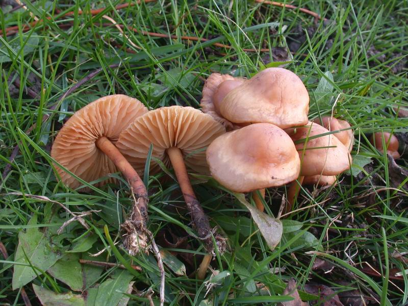 Funghi d'' oltre Manica